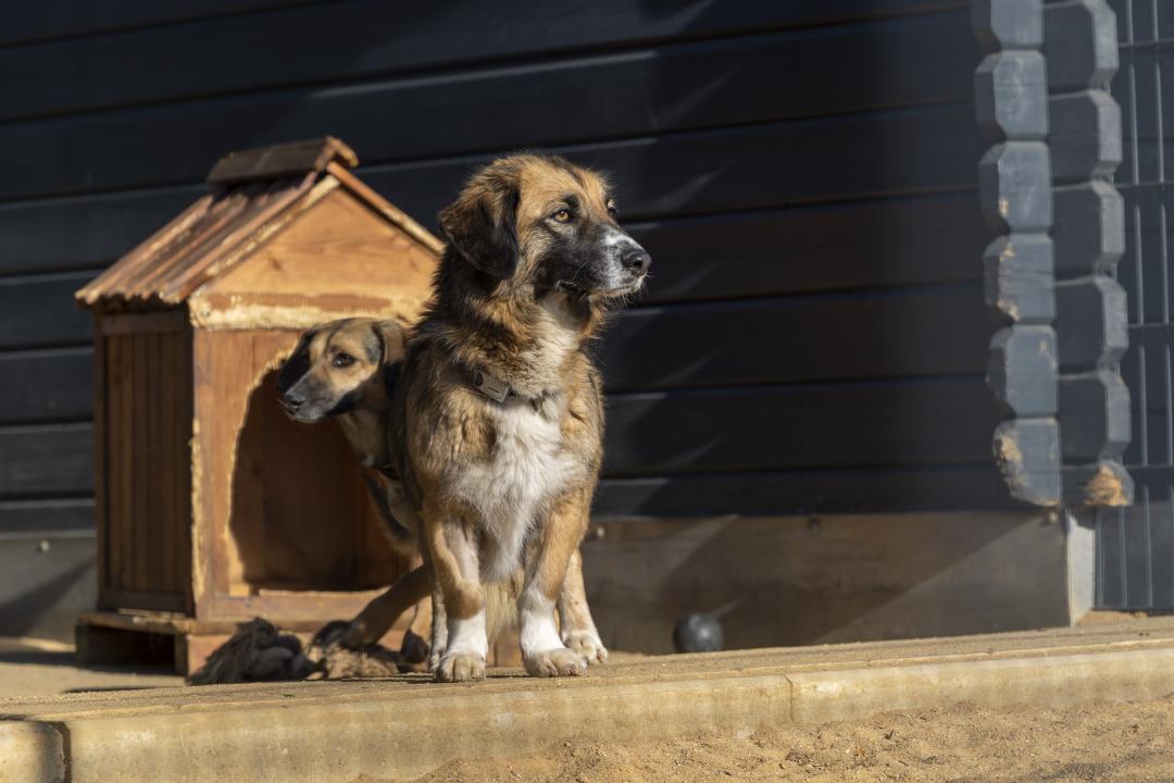 Hunde aus Odessa in ihrer neuen Unterkunft