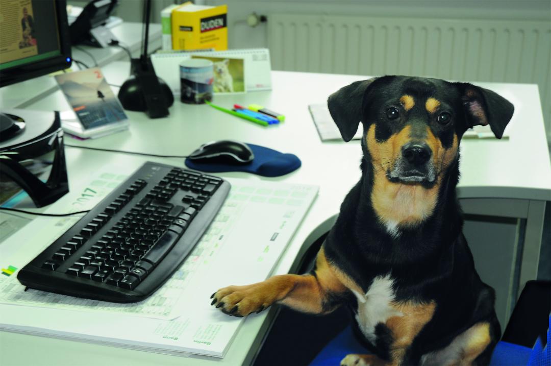 Anmeldung für Aktionstag „Kollege Hund“ ab sofort möglich   Am 6.6. erobern Vierbeiner wieder die Büros