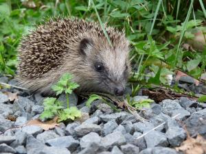 Zum Schutz der Igel: Verbände fordern Nachtfahrverbot für Mähroboter