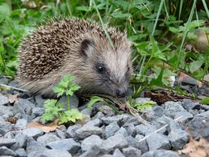 Tödliche Gefahr für Igel: Tierschutzbund warnt vor Mährobotern 