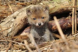 Neue Studie: Jagd auf Fuchs und Co. teuer und wirkungslos - Deutscher Tierschutzbund ruft zum Umdenken auf