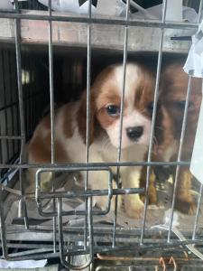 EU regelt erstmals Gesetzgebung zu Hunden und Katzen