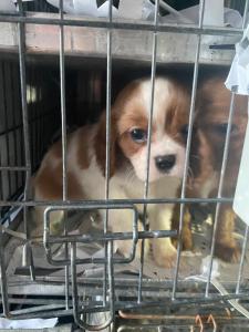 EU-Parlament: Deutscher Tierschutzbund begrüßt Abstimmungsergebnis für Verordnung gegen kriminellen Heimtierhandel