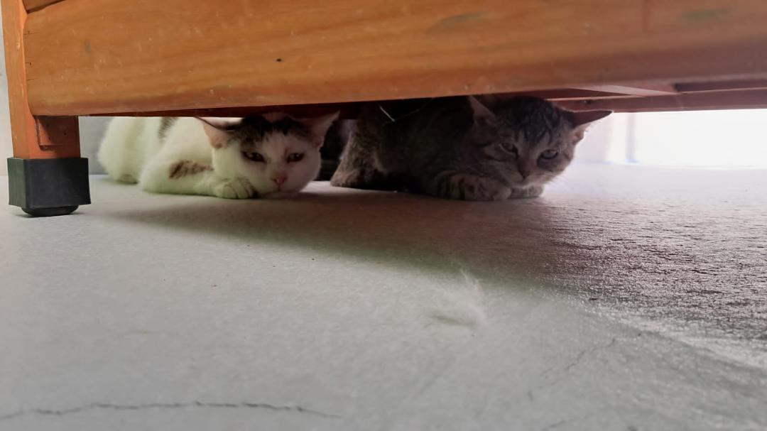 Verängstigte Katzen unter dem Sofa (C) Quellenhof Passbrunn