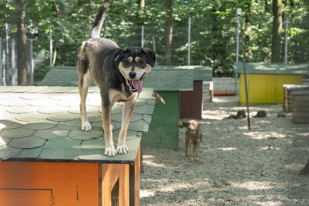 Erfolg in Rumänien: Behörden wollen Kastrationspflicht für Hunde und Katzen in Modellprojekt stärken