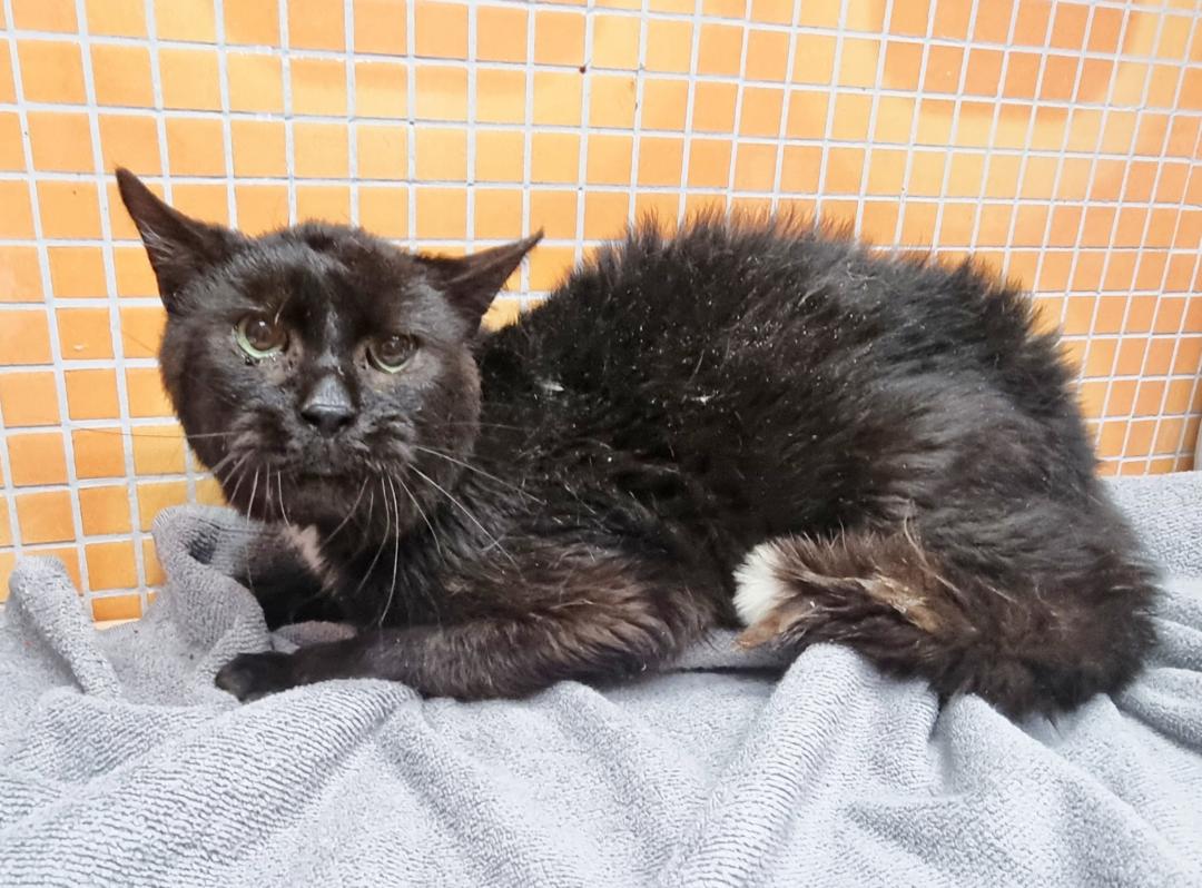 Diese aus einem Animal Hoarding-Fall beschlagnahmte Katze ist unterernährt und krank. Im Tierheim muss sie mühsam aufgepäppelt werden. (C) Tierschutzverein Mühlhausen e.V./Katharina Funk