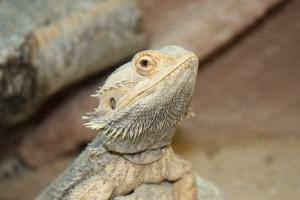 “Monsters of God” - Doku über den Reptilienhandel: Deutscher Tierschutzbund fordert strengere Regeln