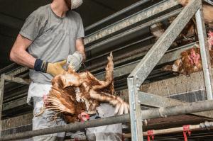 Deutscher Tierschutzbund fordert Ende des Kopfüberfangens von Hühnern auch in Deutschland 