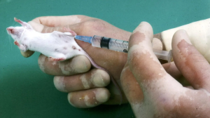 Tierversuche: Neue Aufnahmen zeigen erschreckende Giftigkeitstests an Tieren