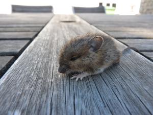 Rodentizide bald tabu: Kein Rattengift mehr für Privatleute -wichtiger Schritt für den Tierschutz
