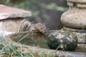 Extreme Hitze wird für Wildtiere zur Gefahr  Deutscher Tierschutzbund warnt vor Wassermangel 