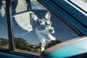 Tiere vor Hitze schützen