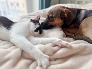 Besserer Schutz für Hunde und Katzen     EU-Parlament stimmt für "Cats and Dogs"-Verordnung