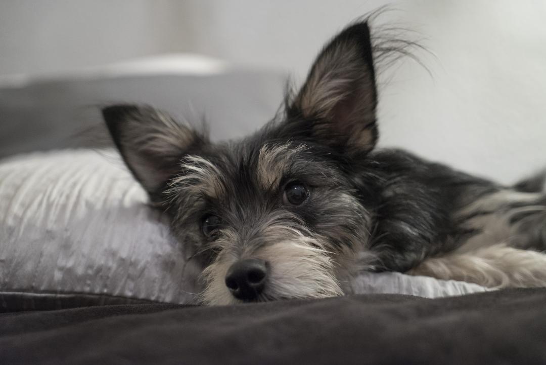 Weniger Panik beim Silvesterfeuerwerk: Tiere rechtzeitig auf den Jahreswechsel vorbereiten