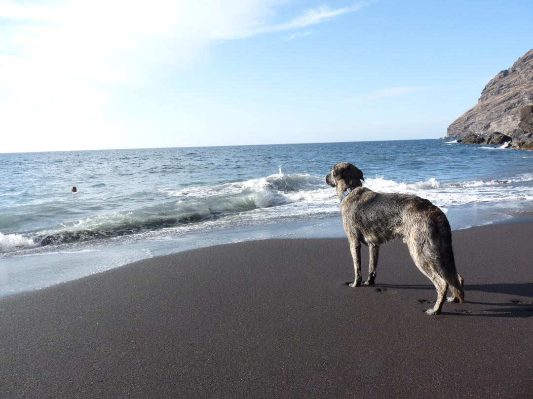 Sommerurlaub mit dem Haustier  Darauf sollten Tierhalter vor Reiseantritt achten