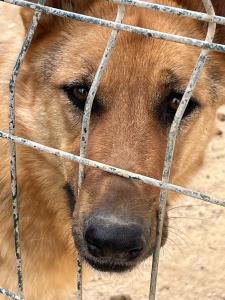 Tierschutzbund warnt vor den Folgen der türkischen Hundepolitik
