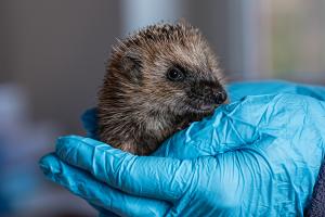 Immer mehr Igel in Not