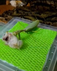 Brutale Tierkampf-Clips finden riesige Online-Reichweite     Deutscher Tierschutzbund stellt Strafanzeige gegen “Insect Wars”