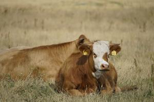 Weideprämie in Gefahr: „Anreize für Tierschutz streichen ist kein Bürokratieabbau!“ 