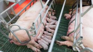 Kastenstände: Abbau tierschutzwidriger Haltungssysteme darf nicht weiter verzögert werden 