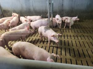 Deutscher Tierschutzbund zur Tierhaltungskennzeichnung:  „Ohne grundlegende Reform und Gesamtstrategie bleibt die Kennzeichnung wirkungslos“
