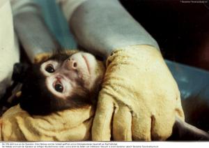 Bundesregierung will Alternativen zu Tierversuchen mit zwei Millionen Euro fördern    Deutscher Tierschutzbund fordert Ausstieg aus Tierversuchen
