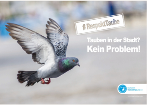 Zum Tag des Respekts:  Tierschutzbund fordert tierschutzgerechtes Taubenmanagement statt Vertreibung