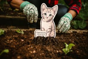 Frühjahr bringt Katzenleid: Kittenflut und stilles Sterben