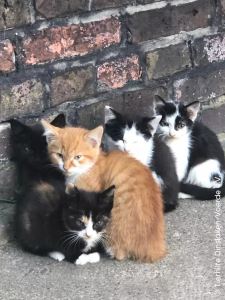 Straßenkatzen gibt es nicht nur im Urlaub
