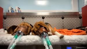 ZDF-Doku „Geheimsache Tierversuche“     Tierschutzbund fordert Kurswechsel zu tierversuchsfreier Wissenschaft