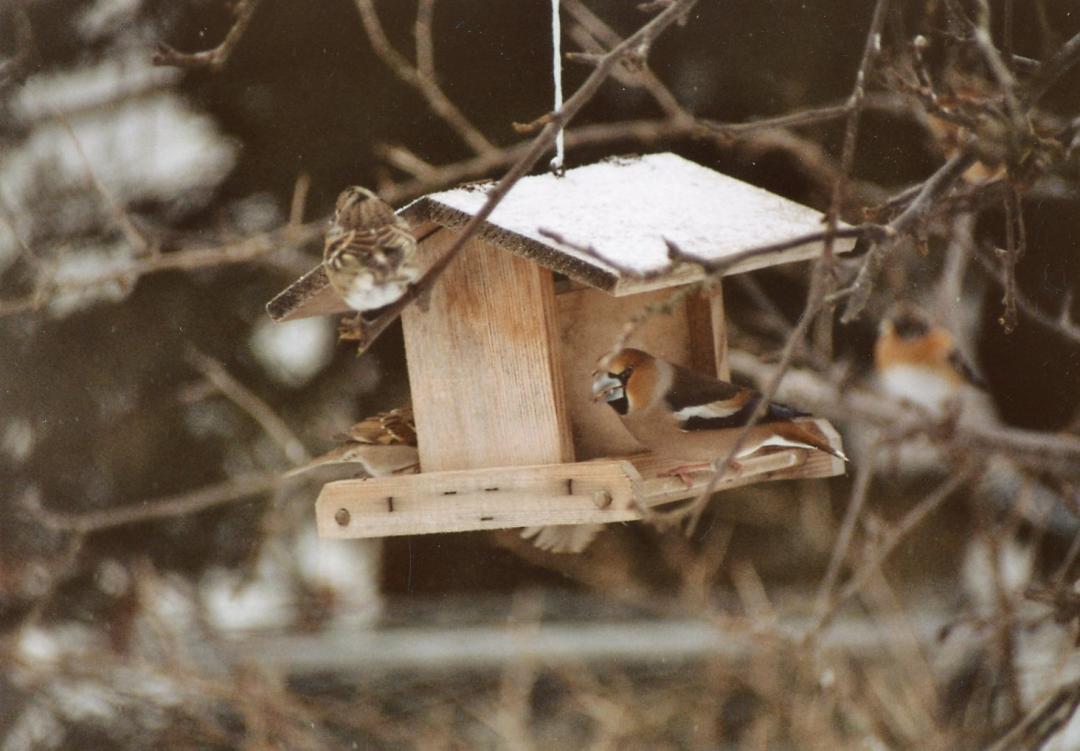 Heimische Vögel im Winter richtig füttern