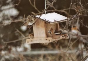 Vogelfütterung im Winter: Heimische Vögel unterstützen