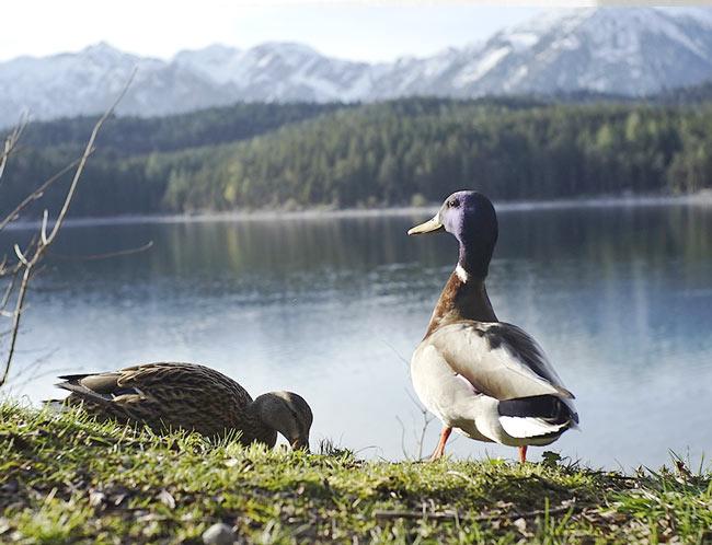 Enten am Eibsee